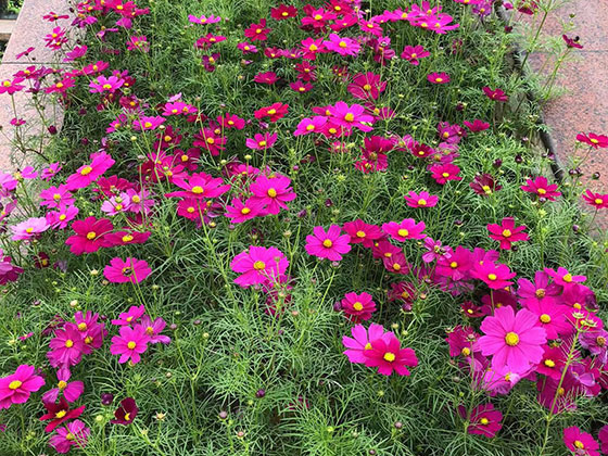 常德仿真花商铺|屋顶及阳台绿化设计